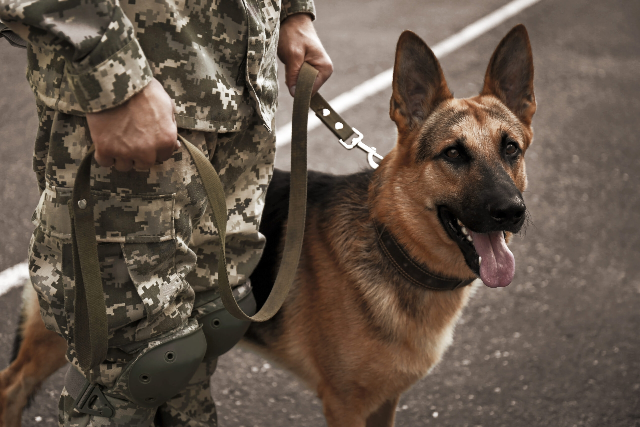 Man in military uniform with German shepherd dog outdoors, closeup